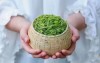 100% Natural Good Quality Organic Green Tea For Shi Nan Hancui-Natural Type Green Tea Leaves