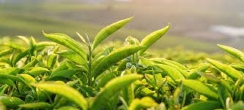 Wholesale Factory Price China Enshi Yulu Level 1 Green Tea Bulk Fancy packing